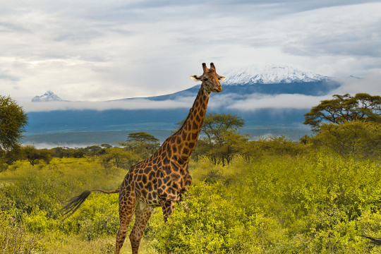 Giraffe zwischen Str&auml;uchern, im Hintergrund der Kilimandscharo