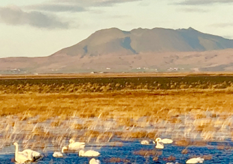 Bild Island - Land der Gletscher und Geysire  Reisebericht